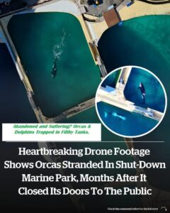 Heartbreaking drone footage shows orcas stranded in shut-down marine park, months after it closed its doors to the public